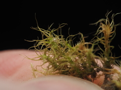 Leptobryum pyriforme