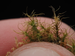 Leptobryum pyriforme