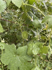 Sicyoeae