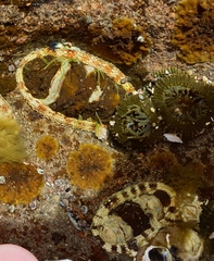 Sypharochiton pelliserpentis