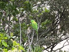 Trichoglossus chlorolepidotus