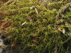 Leptobryum pyriforme