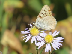Tharsalea nivalis