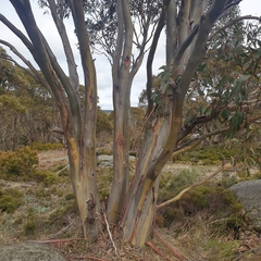 Eucalyptus pauciflora