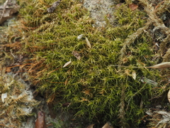 Leptobryum pyriforme