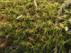 Leptobryum pyriforme