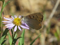 Tharsalea nivalis