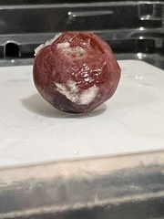 Botrytis
