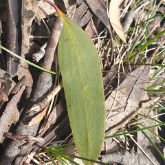 Eucalyptus pauciflora