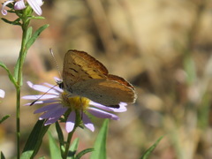 Tharsalea nivalis
