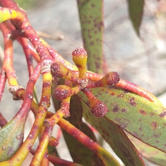 Eucalyptus pauciflora