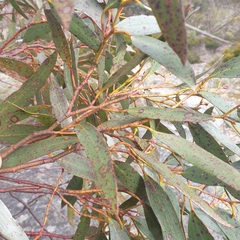 Eucalyptus pauciflora