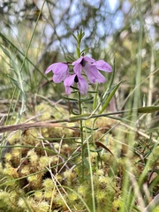 Tetratheca pilosa