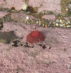 Actinia tenebrosa