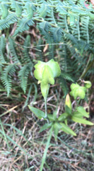 Fritillaria affinis