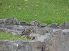Nycticorax nycticorax