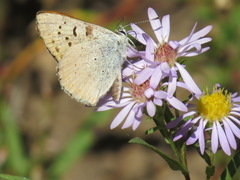 Tharsalea nivalis