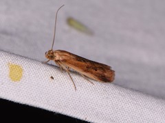 Elasmopalpus lignosella