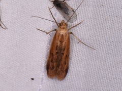 Elasmopalpus lignosella