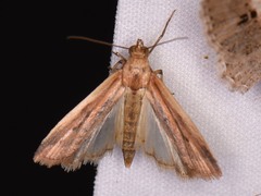 Elasmopalpus lignosella