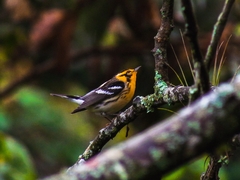 Setophaga fusca