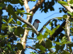 Pachyramphus aglaiae