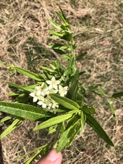 Gomphocarpus physocarpus