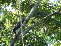 Geranospiza caerulescens