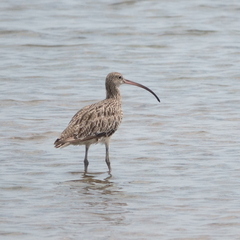 Numenius madagascariensis