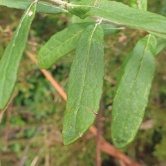 Olearia phlogopappa