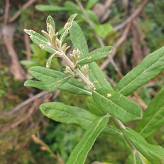 Olearia phlogopappa