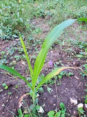 Sorghum halepense