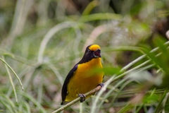 Euphonia violacea