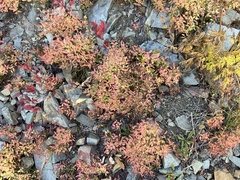 Vaccinium membranaceum