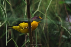 Euphonia violacea