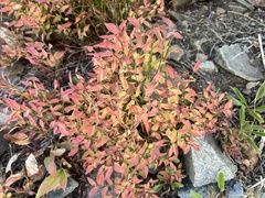 Vaccinium membranaceum