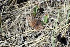 Erynnis afranius