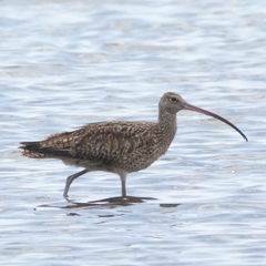 Numenius madagascariensis