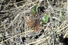 Erynnis afranius