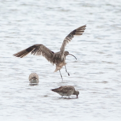 Numenius madagascariensis