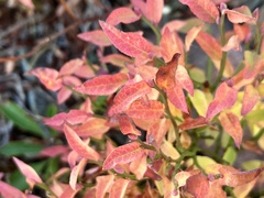 Vaccinium membranaceum