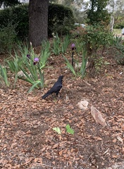 Corvus coronoides