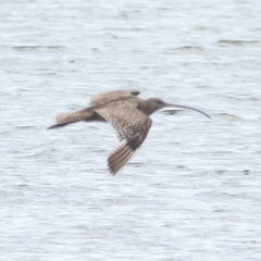 Numenius madagascariensis