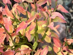 Vaccinium membranaceum