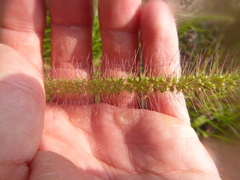 Setaria corrugata