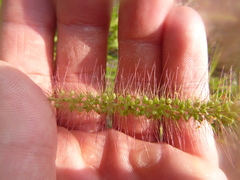 Setaria corrugata