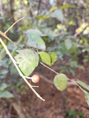 Celtis tenuifolia