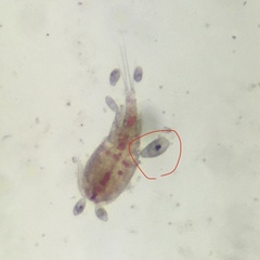 Protozoa
