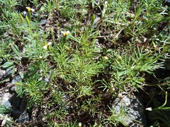 Tagetes filifolia