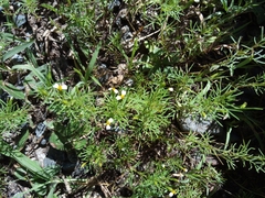 Tagetes filifolia